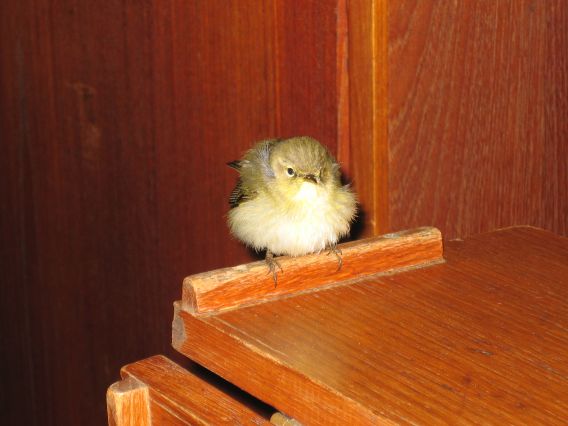 Little bird resting on board Little bird resting on board