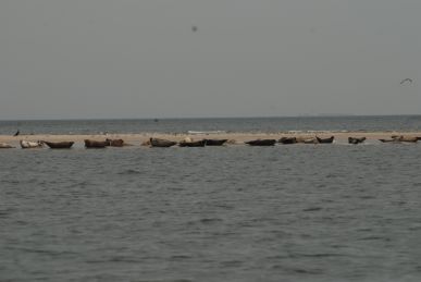Seals on the Blauwe Balg Seals on the Blauwe Balg
