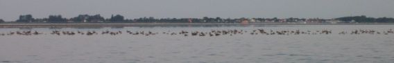 View of Vitte at 5am with geese on the dry flats in front View of Vitte at 5am with geese on the dry flats in front