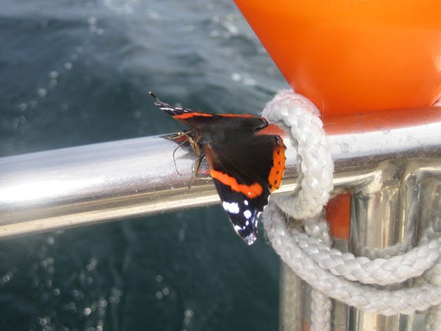 A butterfly joining our journey A butterfly joining our journey